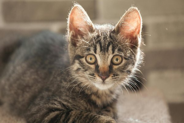 How can you ensure the well-being of a pet skunk?