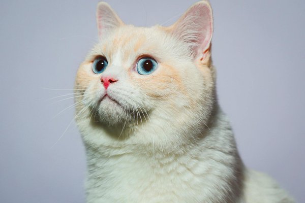 What are the key factors in setting up a habitat for pet sugar gliders?