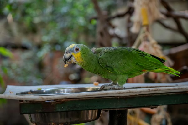 What Makes Cats the Purr-fect Companions in UK Households?