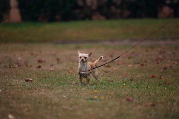 What Fascinating Traits Make British Dog Breeds Unique?