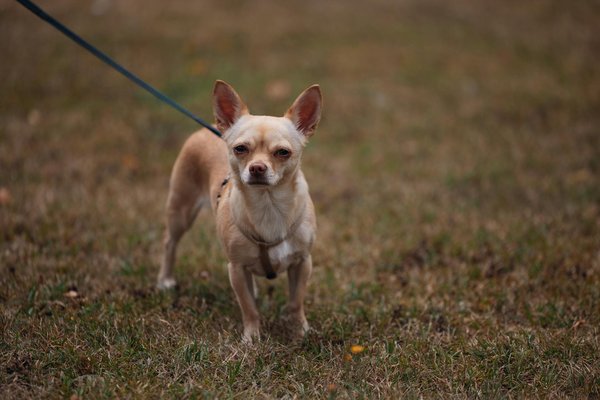 How Do Cats Contribute to the Ecosystem?