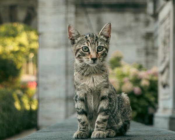 What are the conservation success stories in the UK?